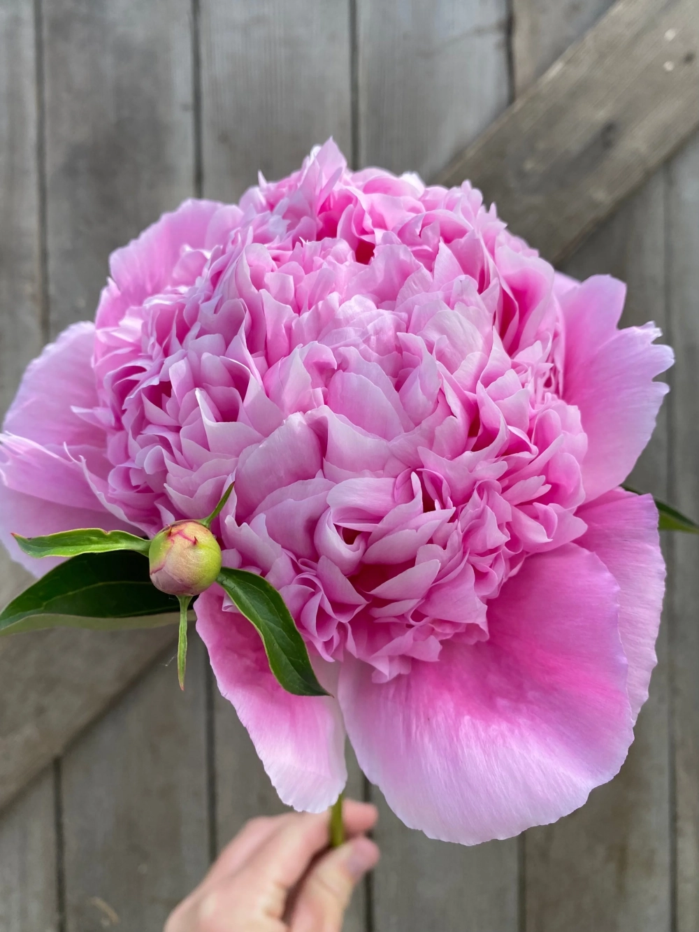 Đặc điểm hoa mẫu đơn nằm ở cánh hoa dày