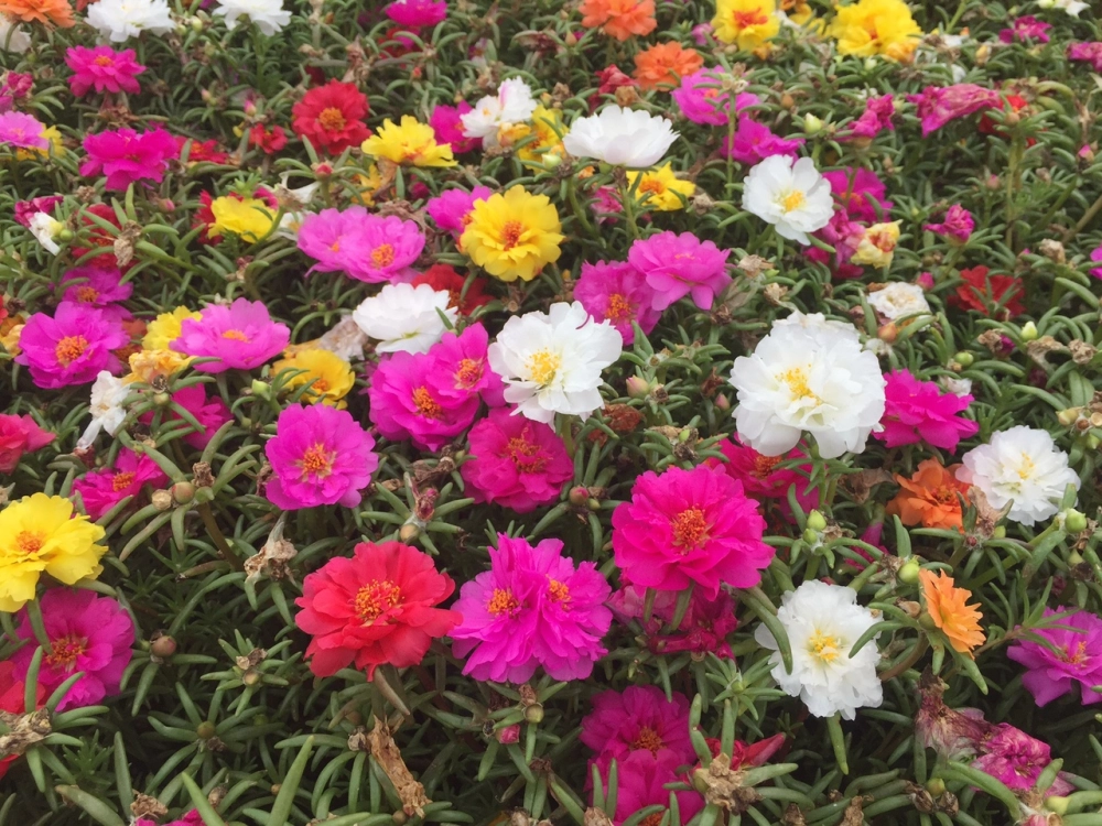 Các loại hoa mười giờ đa sắc dễ trồng