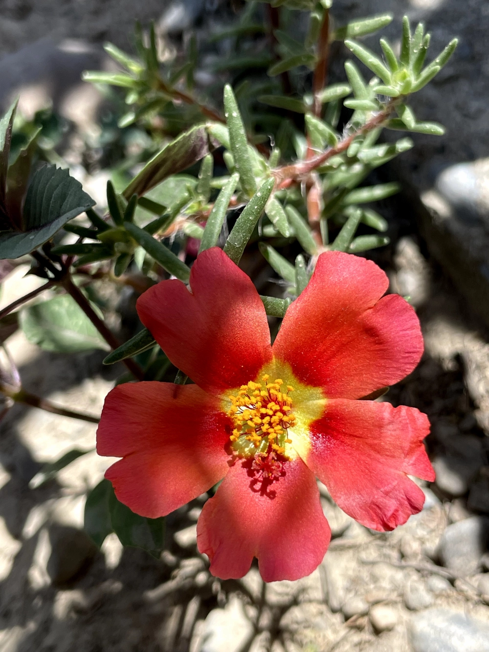 Hình nền hoa mười giờ tươi sáng dịu mắt