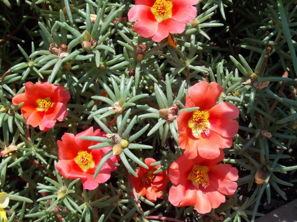 Những mẫu hoa mười giờ đẹp được yêu thích