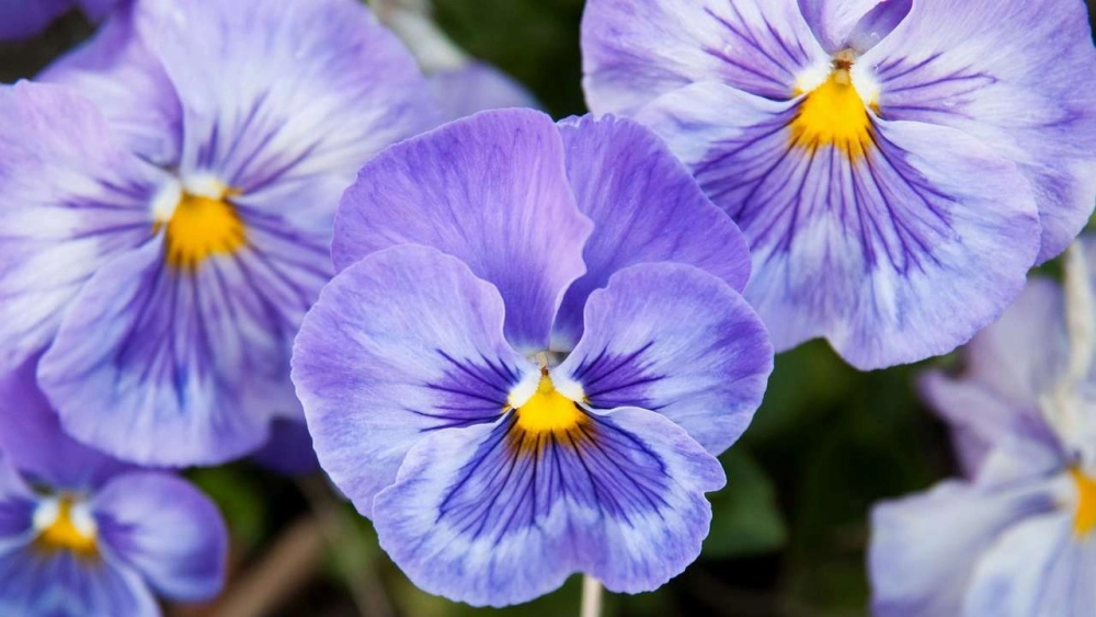 Hoa păng xê nhỏ xinh mang vẻ đẹp dịu dàng