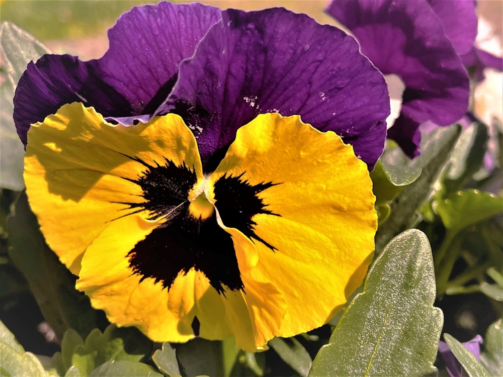 Hoa phăng xê khoe sắc mềm mại đầy cuốn hút