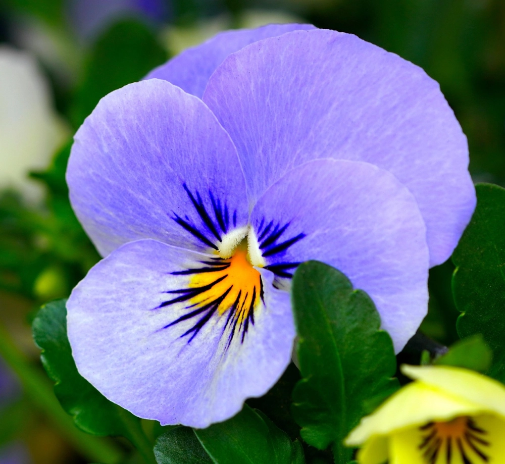 Nguồn gốc hoa păng xê bắt nguồn từ châu Âu