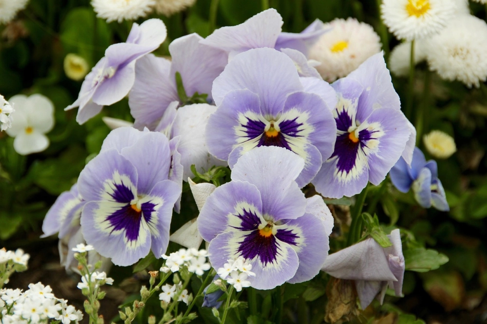 Hình hoa pansy nổi bật với cánh hoa độc đáo