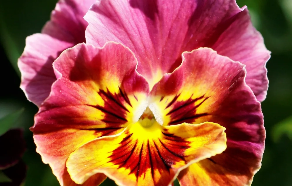 Hình nền hoa păng xê nhẹ nhàng và nghệ thuật