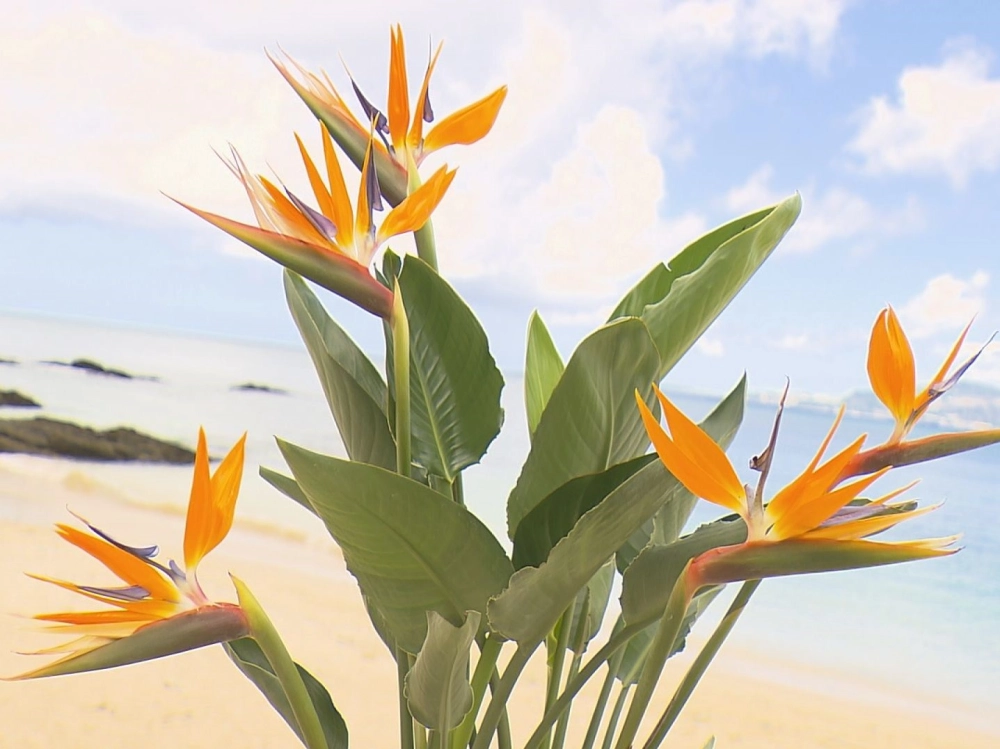 Hoa phi điểu mang vẻ đẹp mạnh mẽ đầy cuốn hút