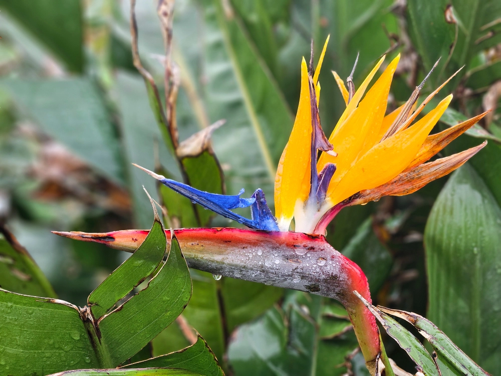 Cây phi điểu vươn cao tạo điểm nhấn sang trọng