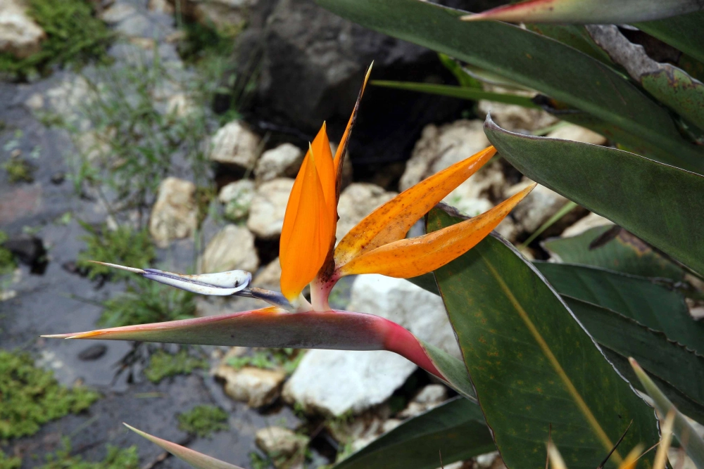 Cây thiên điểu xanh tốt hợp trang trí không gian