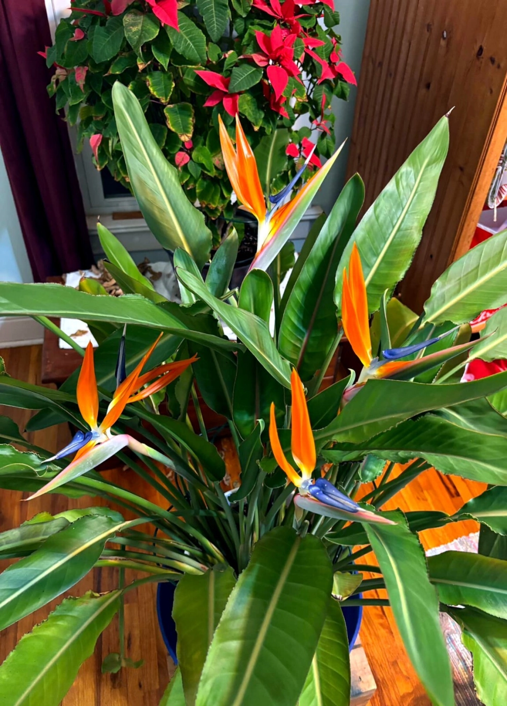 Ý nghĩa hoa phi điểu tượng trưng khát vọng tự do