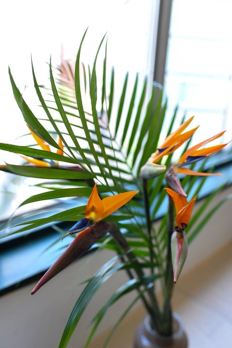 Hoa phi điểu đẹp nổi bật giữa không gian xanh