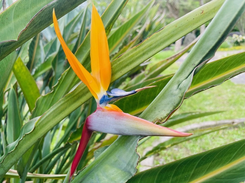 Ảnh nền hoa phi điểu phong cách hiện đại