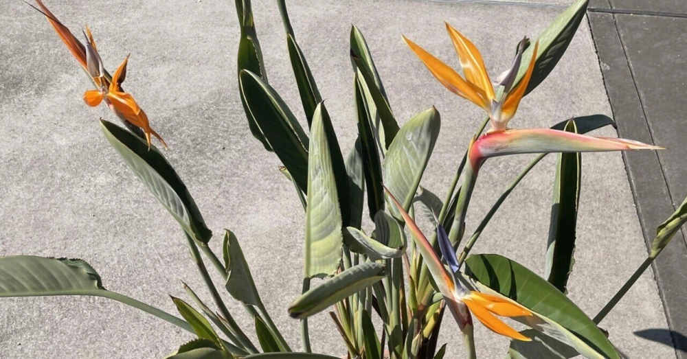 Nụ hoa phi điểu khỏe khoắn đầy sức sống