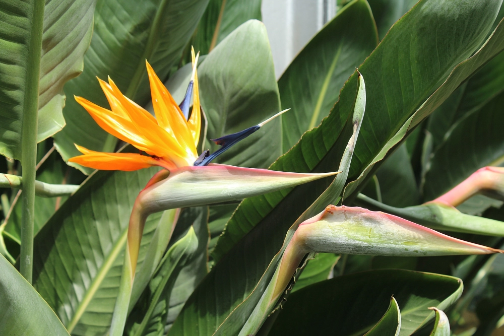 Hình nền hoa phi điểu mạnh mẽ và nghệ thuật