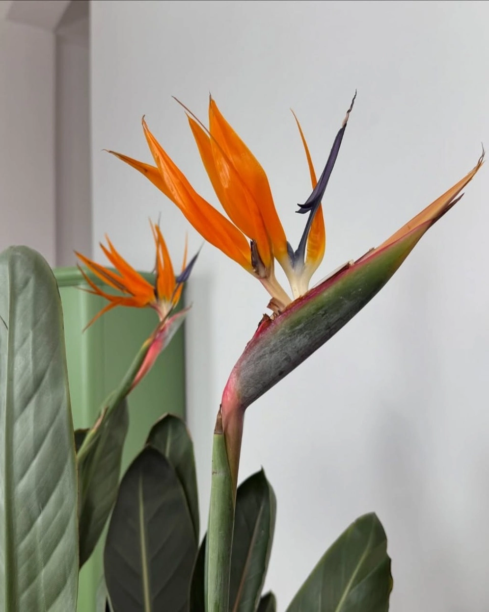 Ý nghĩa hoa thiên điểu gắn với niềm tin vươn xa