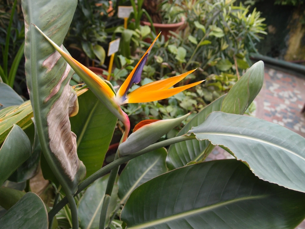 Background hoa phi điểu đầy cảm hứng nghệ thuật