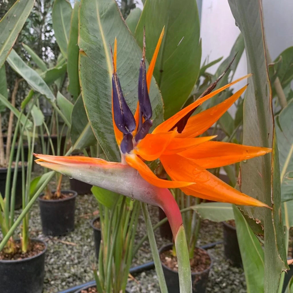 Ảnh hoa phi điểu ghi lại dáng hoa ấn tượng