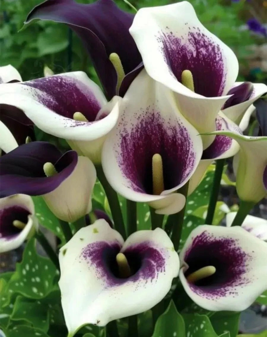 Bông hoa rum mềm mại đầy sức sống