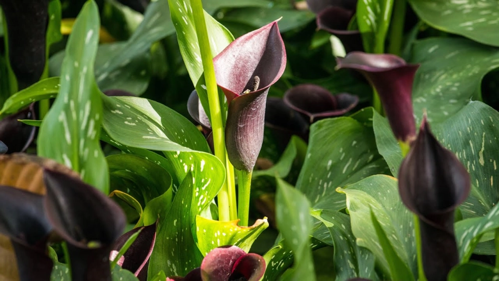 Đặc điểm hoa rum nổi bật với dáng hoa độc đáo