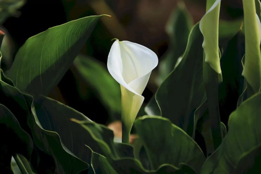 Background hoa rum mang phong cách nghệ thuật