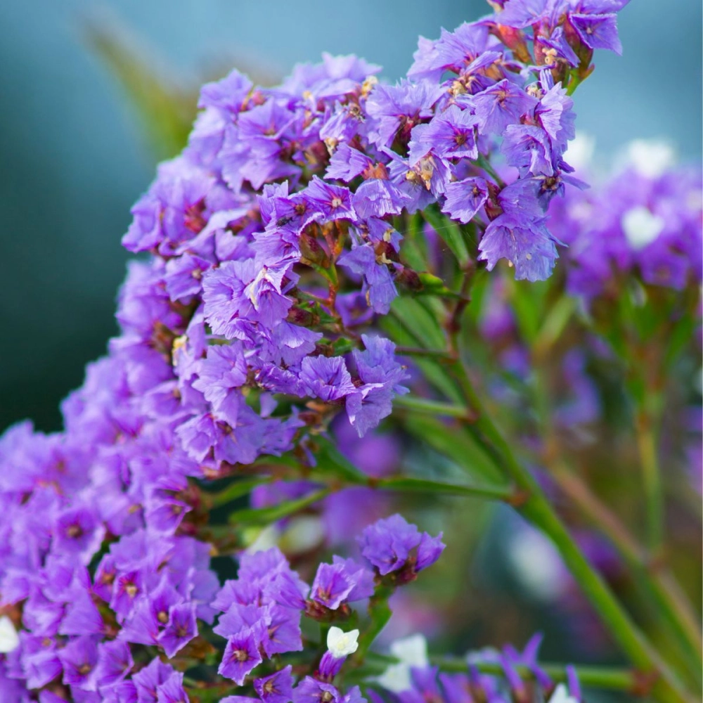 Hoa salem nhẹ nhàng mang vẻ đẹp bền lâu