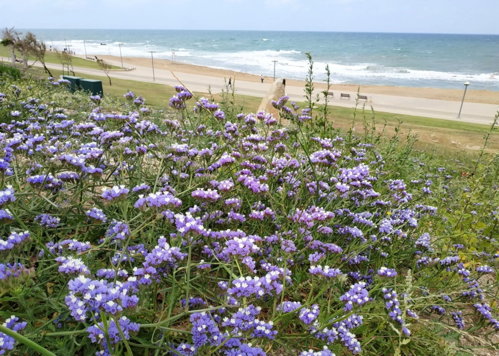 Hoa salem đẹp tinh tế giữa không gian yên bình