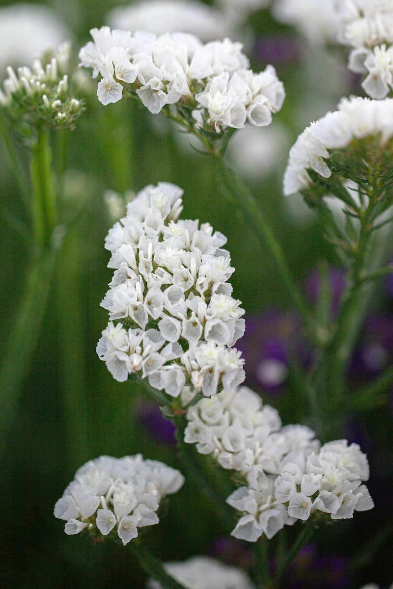 Hoa salem tươi khoe sắc mềm mại tự nhiên