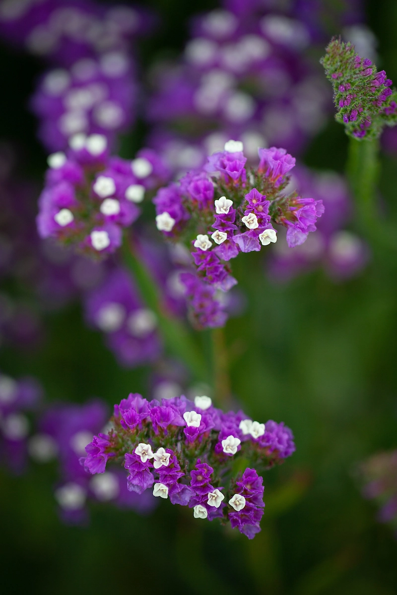 Ảnh nền hoa salem phù hợp không gian tinh tế