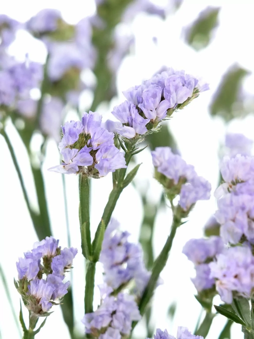 Xem ảnh hoa salem để thư giãn tâm hồn