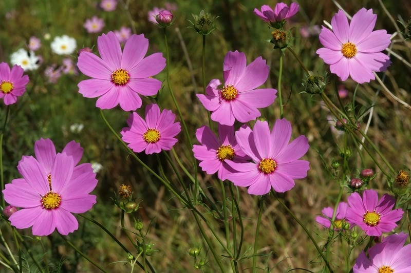 Cây hoa sao nhái mảnh mai tràn sức sống