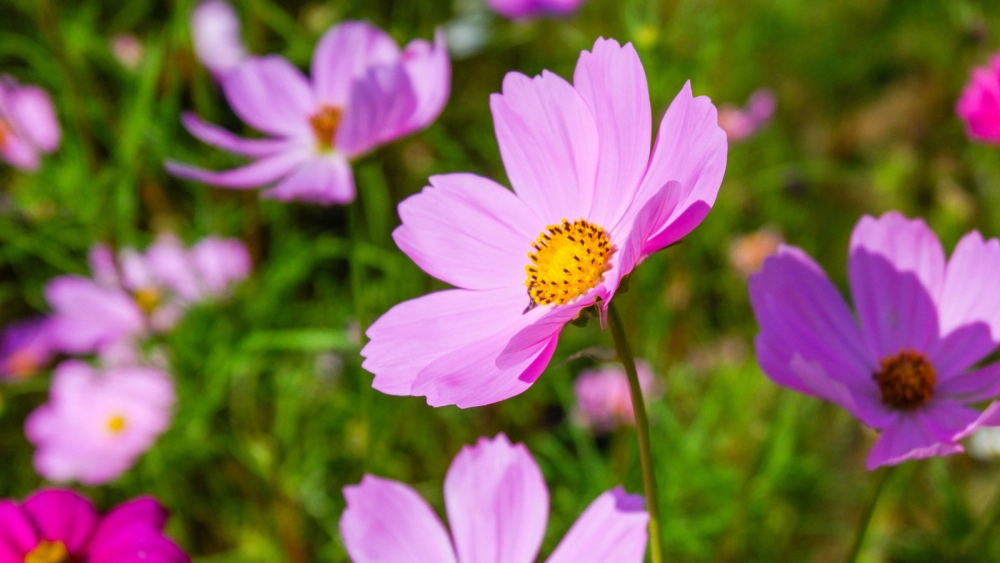 Hoa sao nhái đẹp làm mềm lòng người ngắm