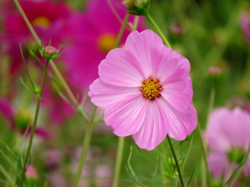 Vườn hoa sao nhái rực rỡ giữa trời xanh