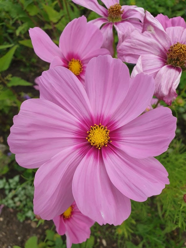 Ảnh bìa hoa sao nhái tinh tế dịu mắt