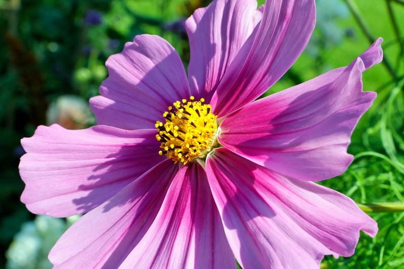 Hình ảnh hoa sao nhái hd sắc nét dịu dàng