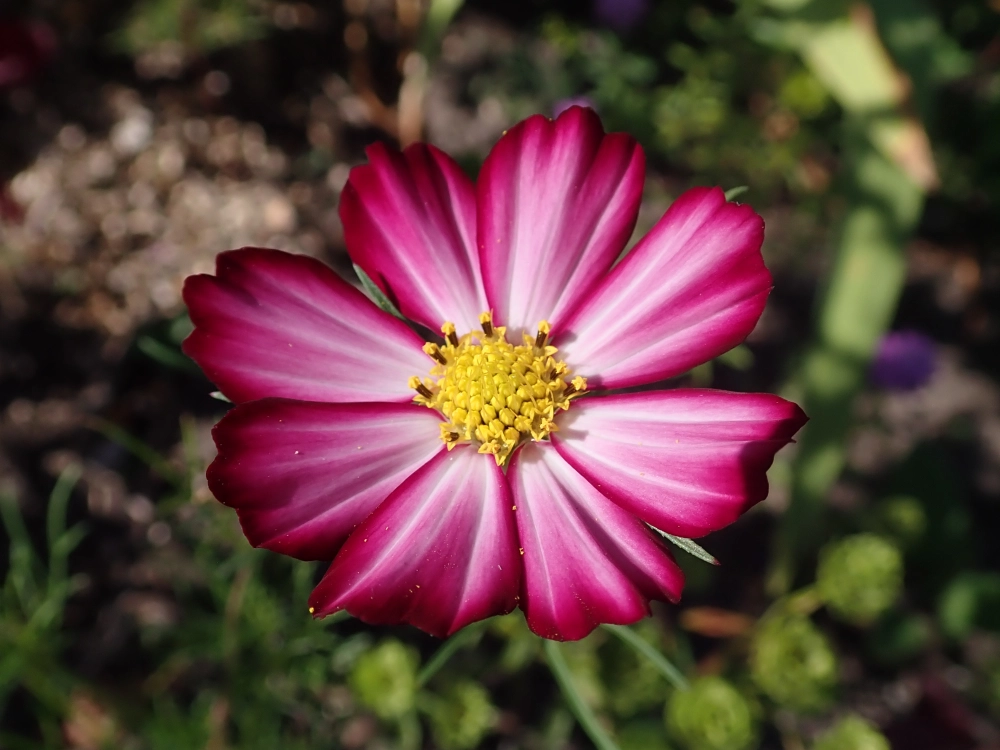 Hoa sao nhái tự nhiên mang nét đẹp hoang sơ