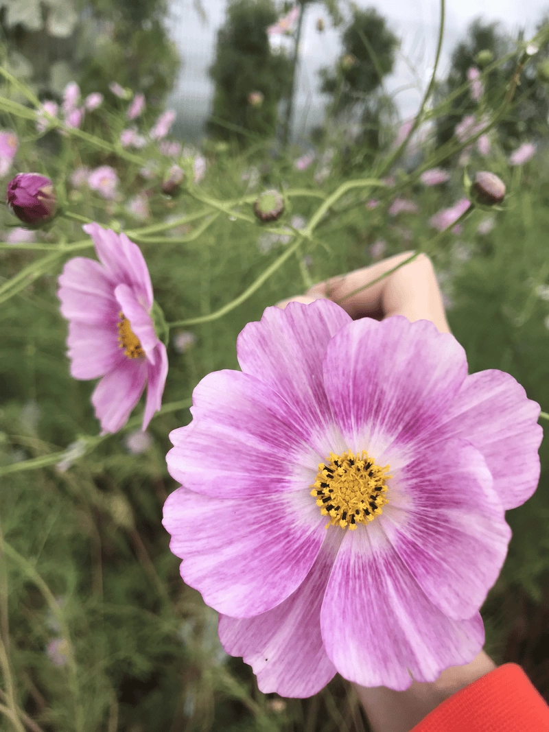 Background hoa sao nhái nhẹ nhàng cho không gian