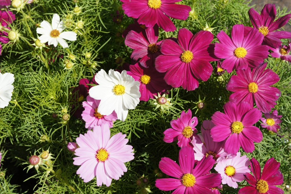 Những bông hoa sao nhái rung rinh gió sớm