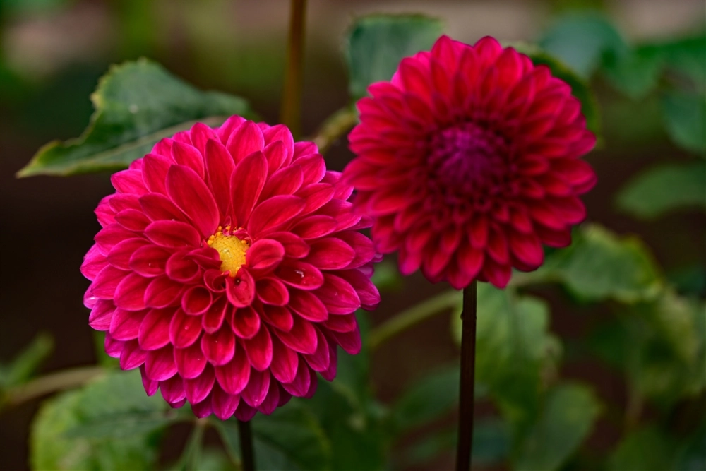 Hình ảnh hoa thược dược khoe sắc dịu dàng