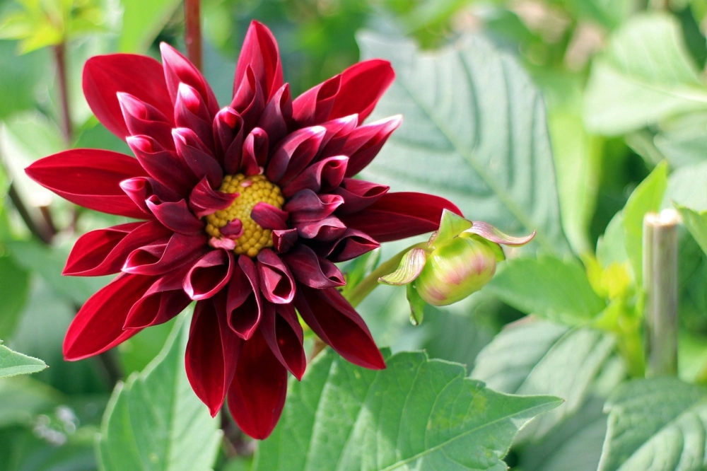 Cách trồng hoa thược dược đơn giản dễ áp dụng