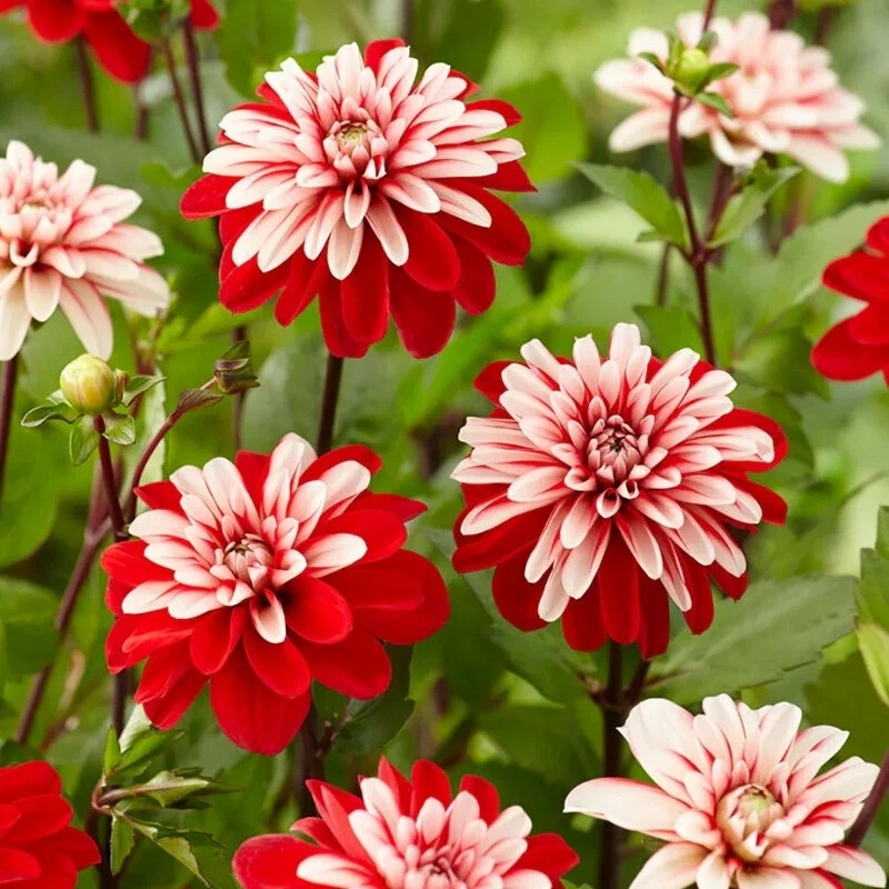 Hoa thược dược nở tháng mấy được nhiều người quan tâm