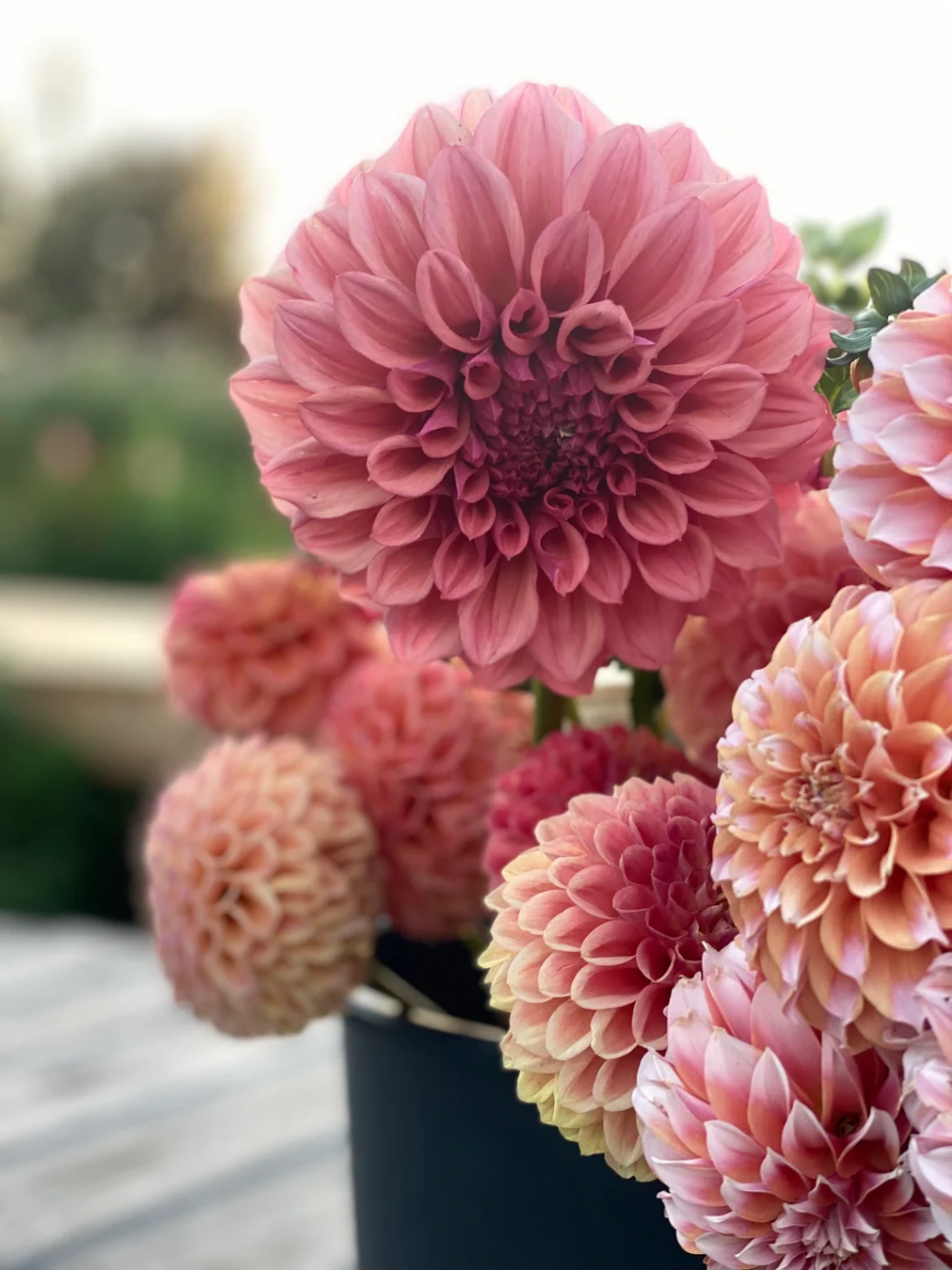 Ngắm hoa thược dược để cảm nhận hương xuân