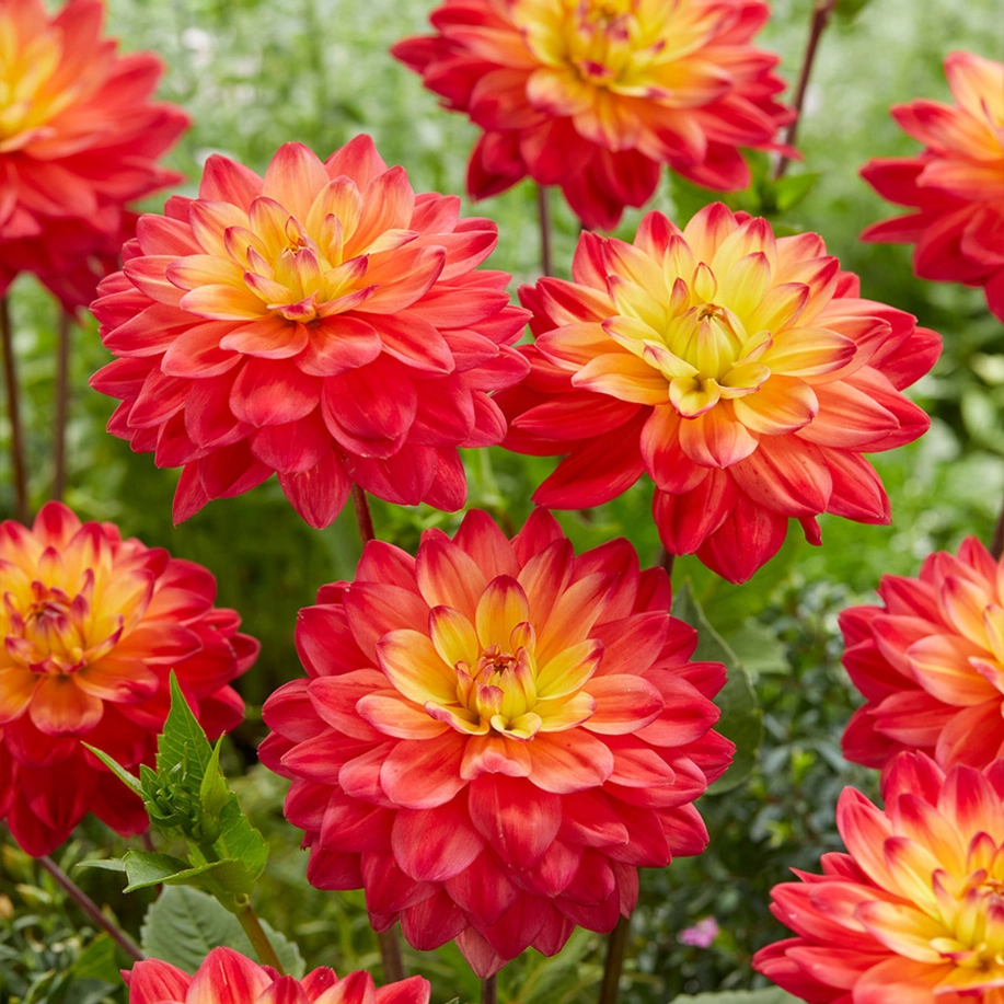 Background hoa thược dược nhẹ nhàng tinh tế