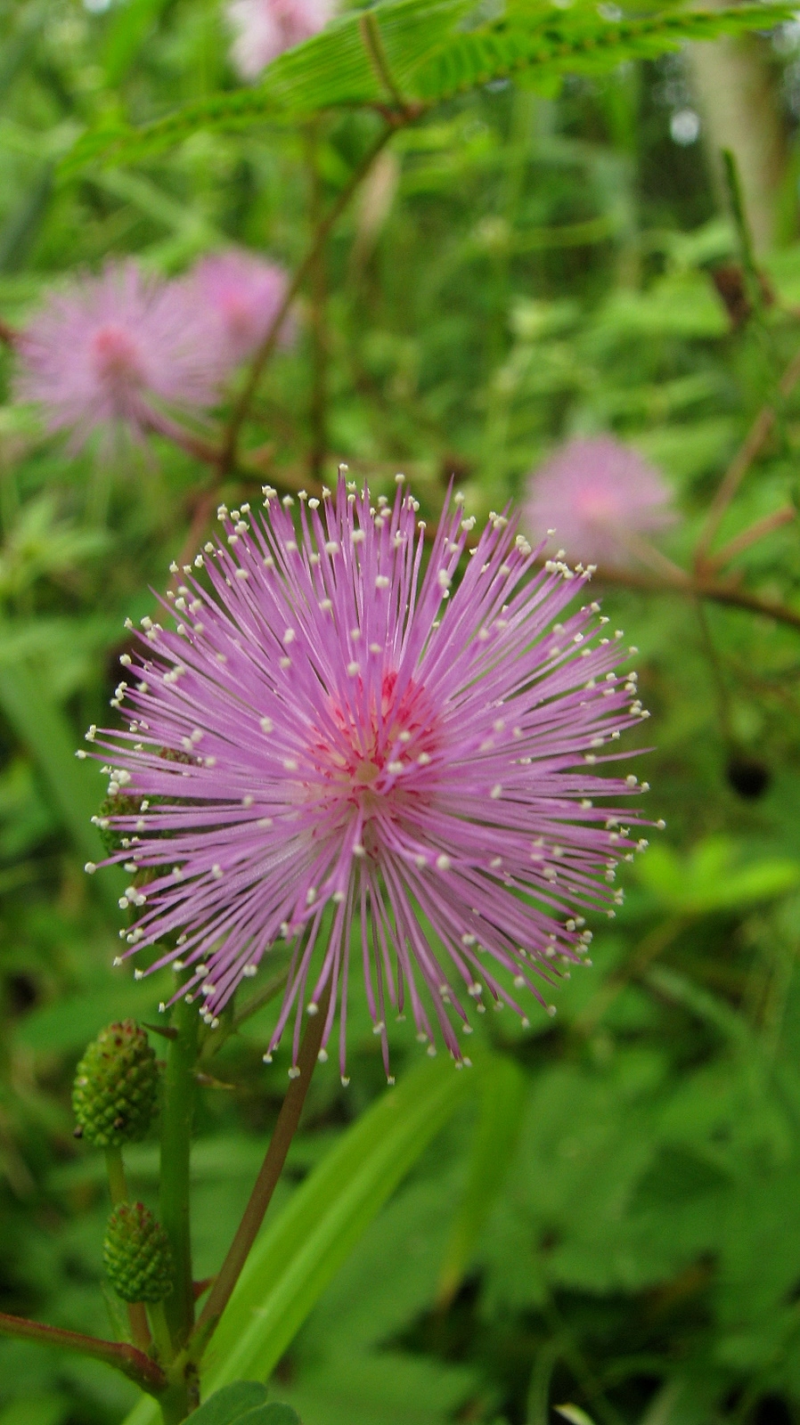 Cây xấu hổ giản dị gắn liền ký ức quê