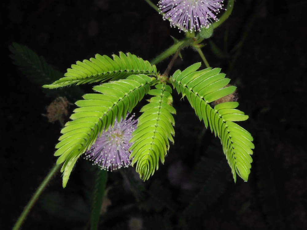 Cây hoa trinh nữ khép lá e ấp khi chạm