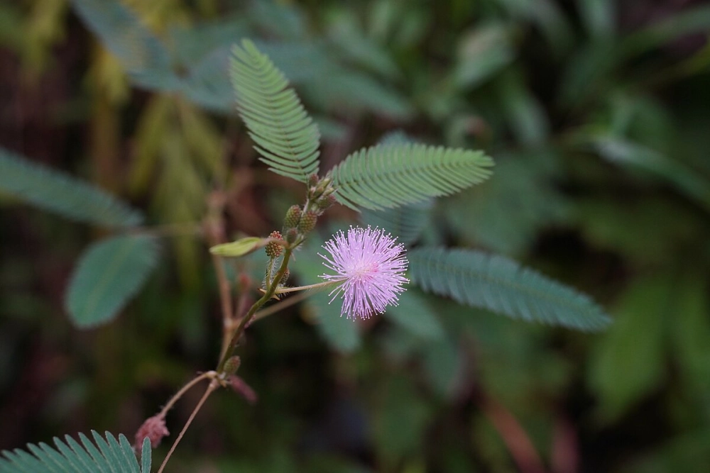 Cây thẹn khép mình trước gió chiều nhẹ