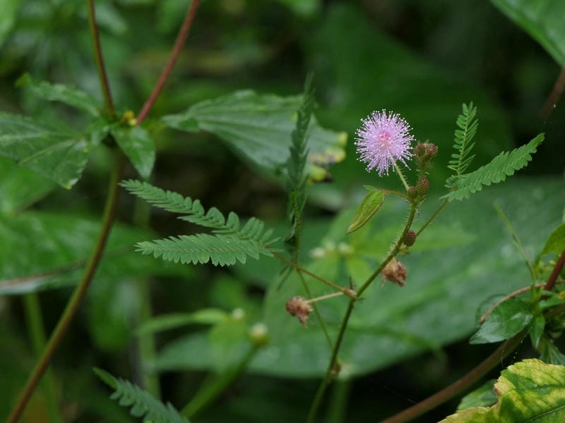 Xem ảnh hoa trinh nữ để cảm nhận sự tinh tế