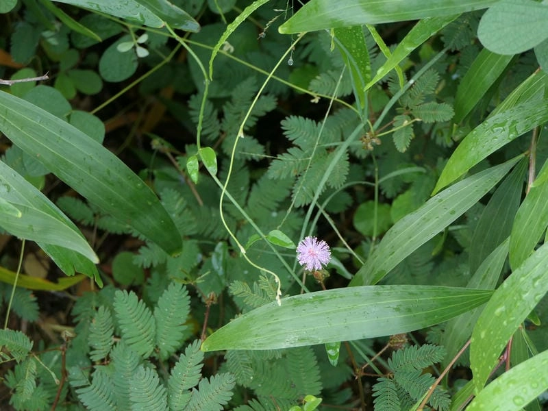 Ảnh hoa mắc cỡ gợi nhớ miền quê yên ả