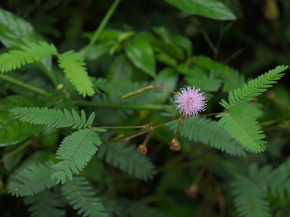 Ảnh hoa trinh nữ lưu giữ vẻ đẹp mong manh
