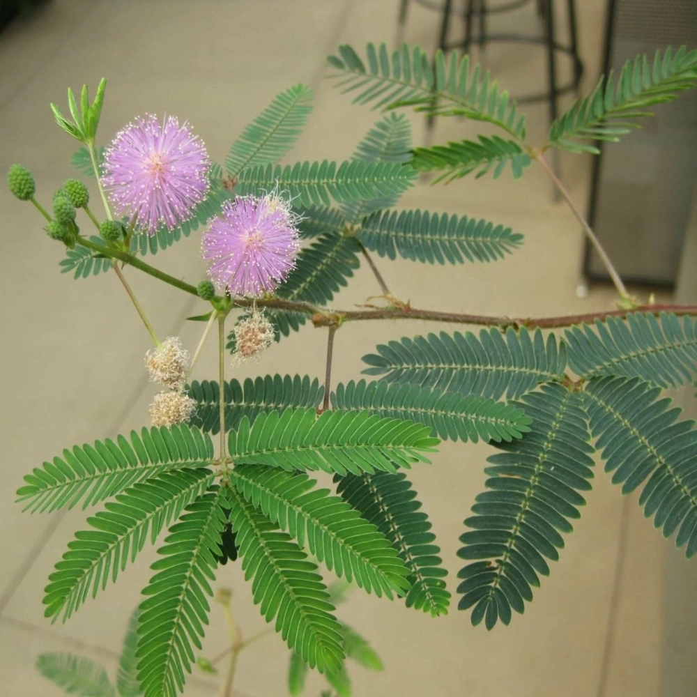 Ý nghĩa hoa trinh nữ biểu trưng sự khiêm nhường