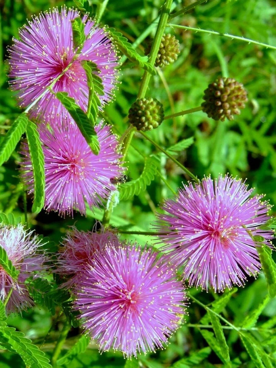 Sự tích hoa trinh nữ gắn với câu chuyện cảm động