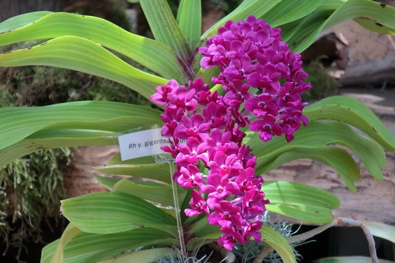 Lan đai châu tỏa hương xuân sang trọng tinh tế